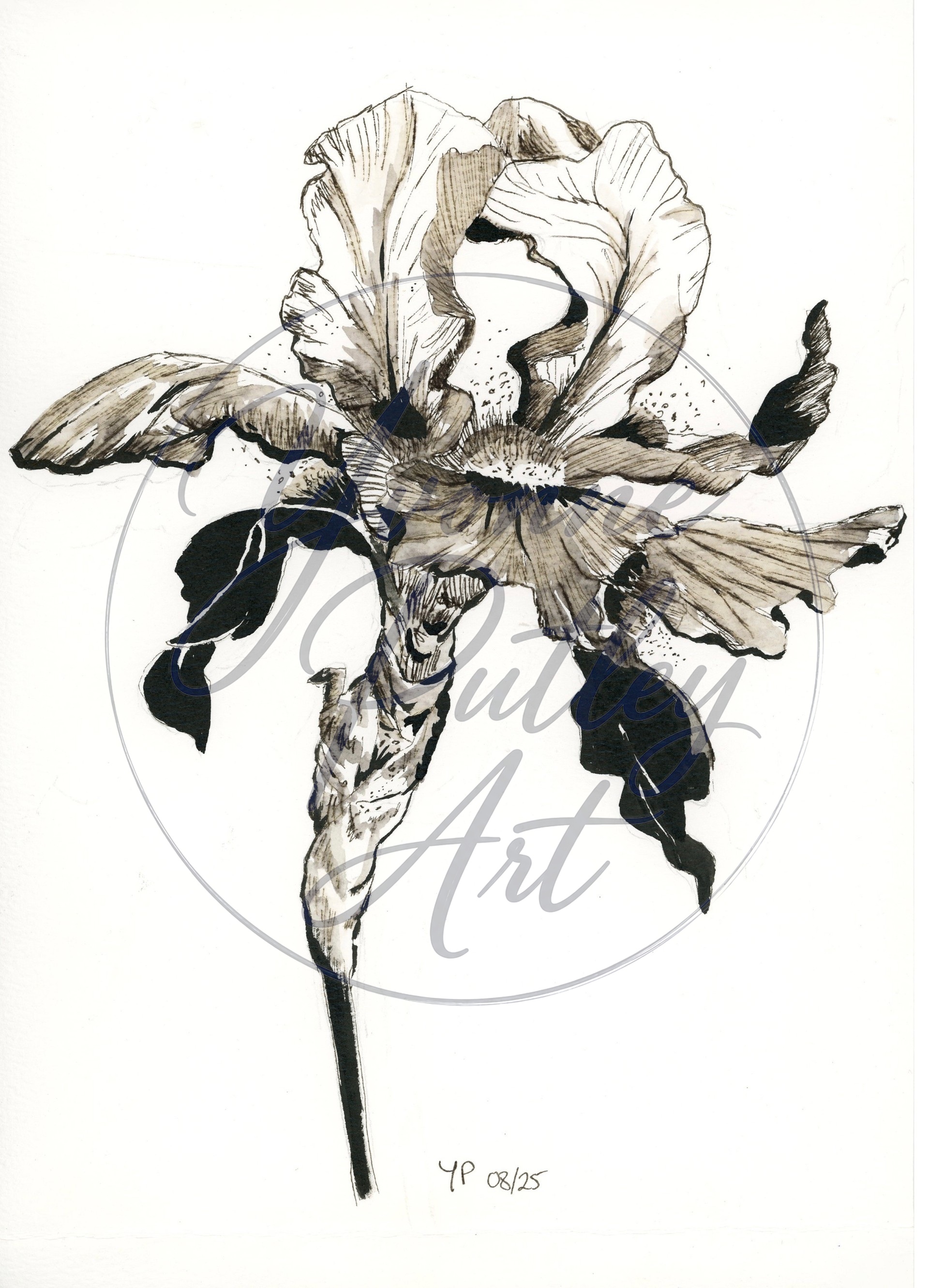 A single iris with finely drawn petals and deep dark shadows